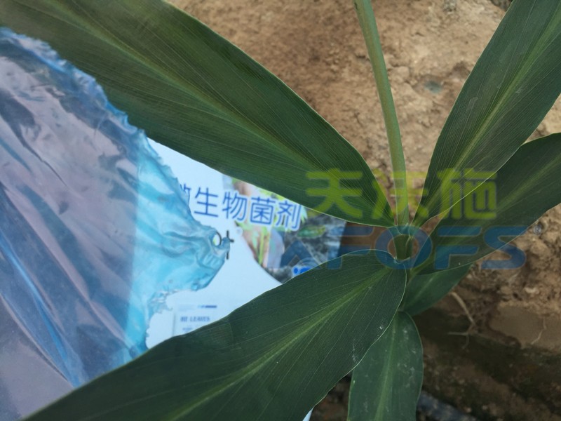 微生物菌剂-大姜用沃叶菌剂水溶肥料.jpg