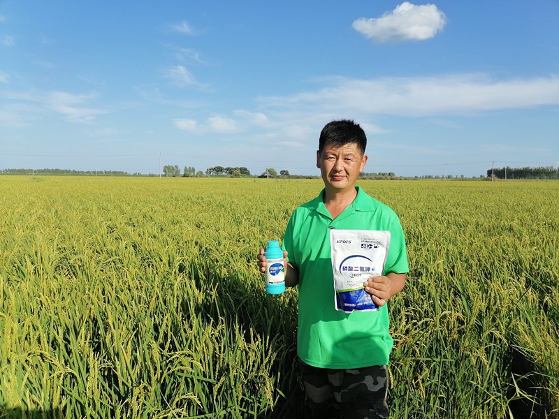 氨基酸水溶肥-水稻用沃叶氨基酸水溶肥效果.jpg