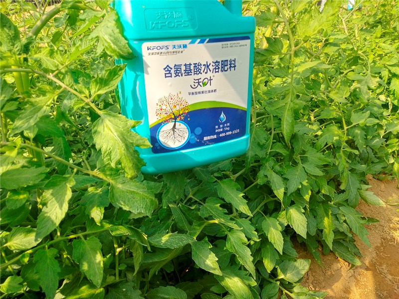 水溶肥-番茄冲施沃叶氨基酸水溶肥效果.jpg