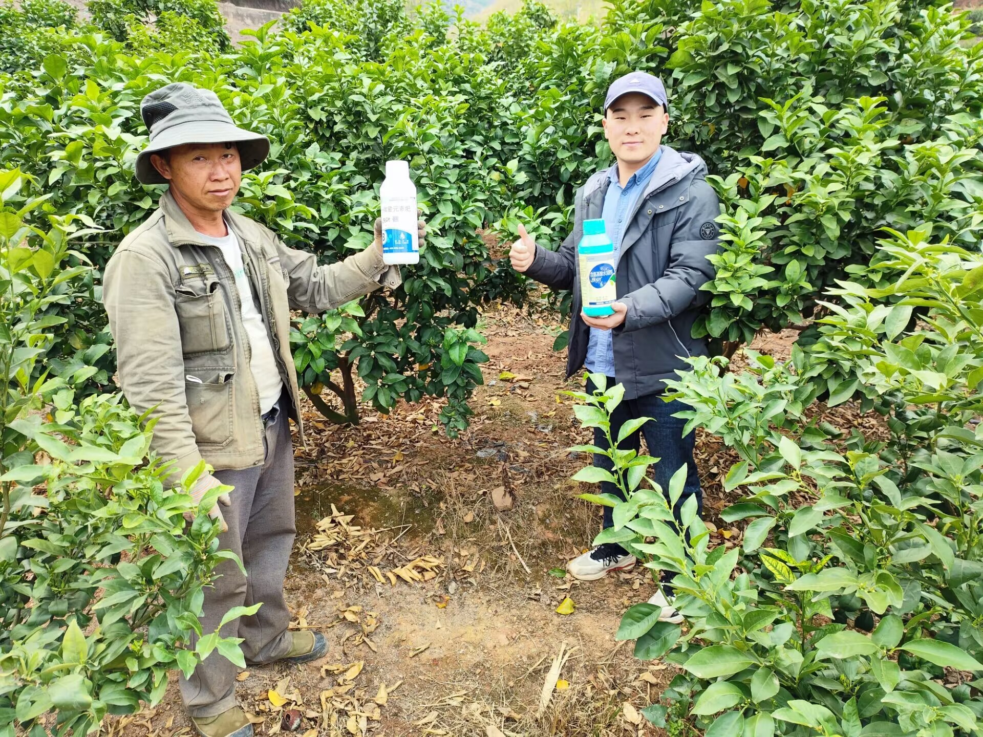 水溶肥和复合肥哪个效果更好-杨师砂糖橘用沃叶水溶肥.jpg