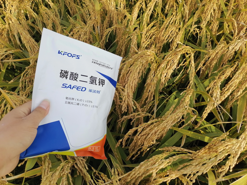 磷酸二氢钾-水稻用采法特磷酸二氢钾籽粒饱满.bmp