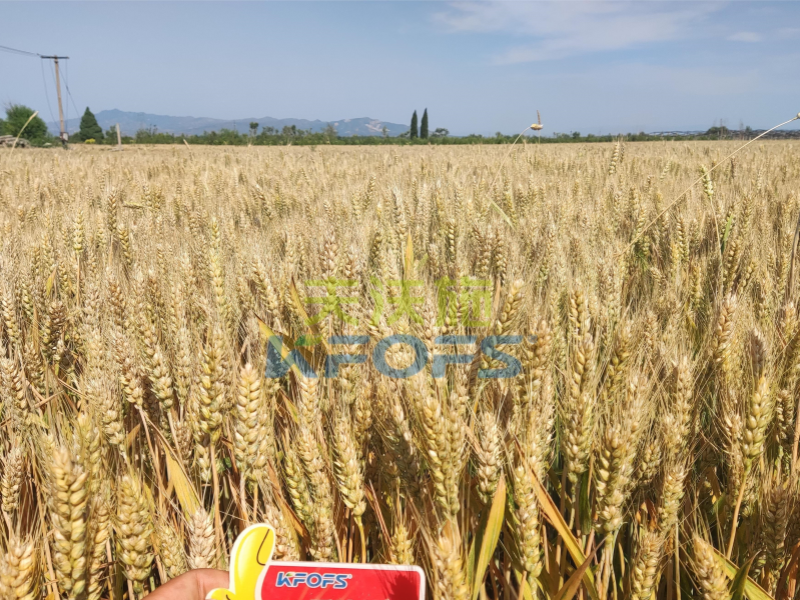 小麦增产150公斤/亩是怎么做到的？