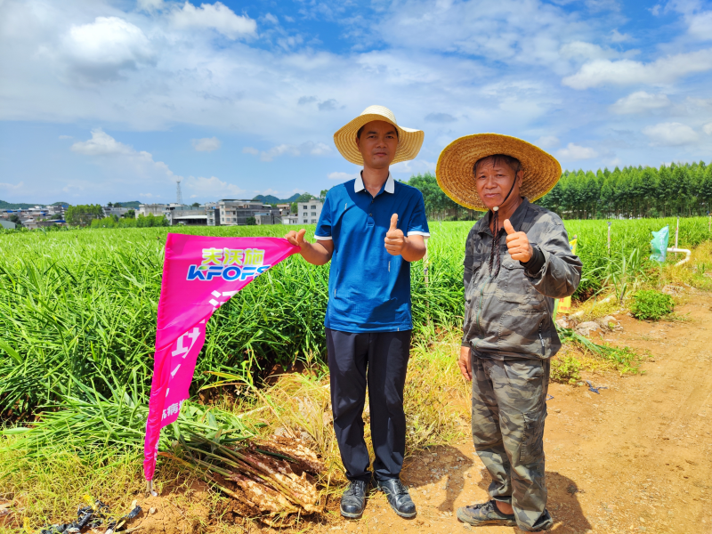 生根剂-大姜用沃叶用户见证.png