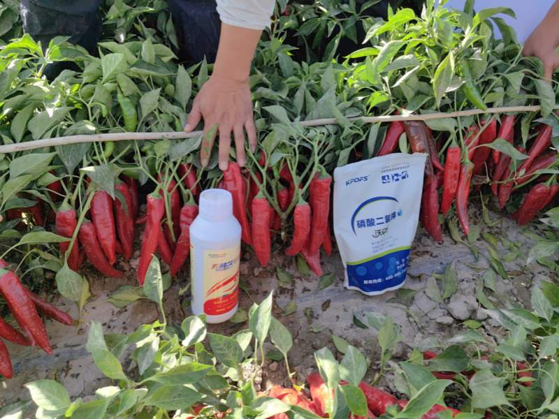 辣椒管理与施肥技术