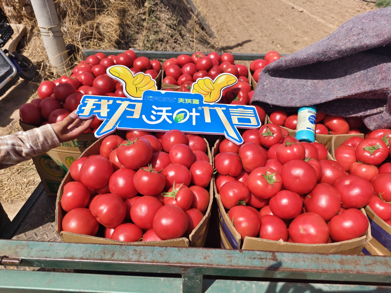 西红柿施肥用什么肥料好？