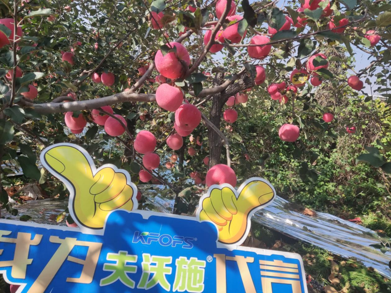 苹果花叶病毒病怎么治-沃叶苹果1.png